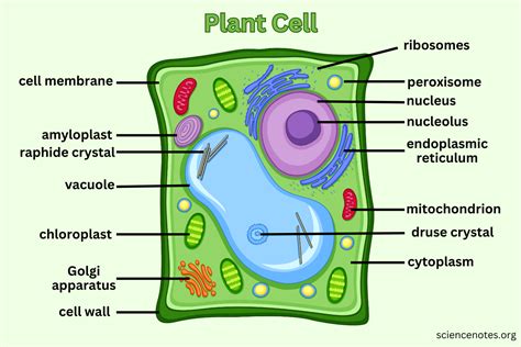 plant cell diagram understanding  intricacies  plant cells de orchids