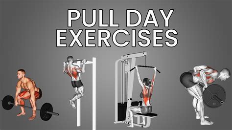 pull day exercises biceps   posterior deltoids inspire