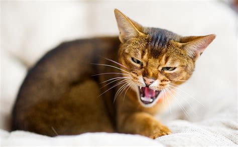 cat hissing  growling feline behavior explained  vets