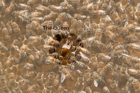 Queen Bee In Hive The Life Of Bee
