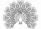 Peacock Pavos Reales Paon Peacocks Colorare Coeurs Adulti Pfauen Paons Plumes Erwachsene Malbuch Justcolor Coloriages Colorier Adultes Cachés Coloriez Superbe sketch template