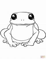 Frog Coloring Toad Print Kolorowanka Do Druku Kolorowanki Search Pages Again Bar Case Looking Don Use Find Top sketch template