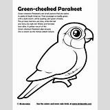 Coloring Green Conure Parakeet Cheeked Pages Birdorable Downloads Birds Fun Cute Bird 400px 48kb sketch template