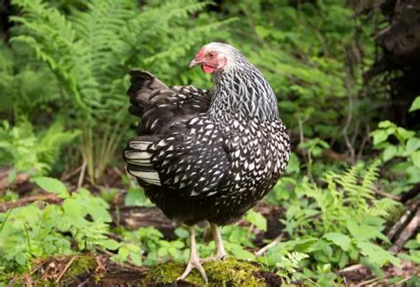 Black And White Chicken Breeds Information And Facts Farm And Chill