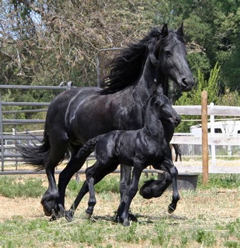 awe   adorable baby friesian   mama horses beautiful horses friesian horse