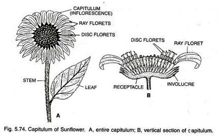 detailed labeled diagram  sunflower flowers healthy