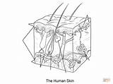 Dermis Humana Epidermis Haut Worksheet Subcutaneous Ausmalbild Supercoloring Tissue Menschliche Anatomia Ausdrucken sketch template