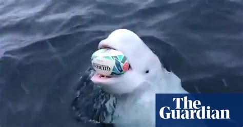 beluga whale filmed playing fetch with rugby world cup ball video