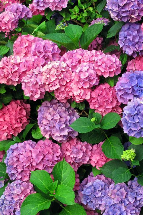 plant hydrangeas