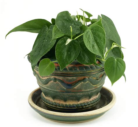 proper care  feeding   philodendron caring  houseplants
