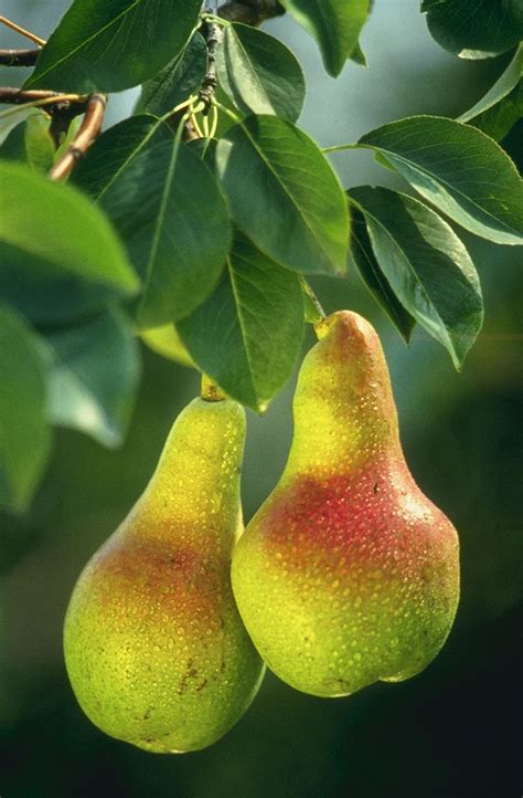 pear wikipedia