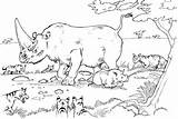 Coloring Rhino Pages Animal Jungle Habitats Habitat Animals Rhinos Wildlife Popular Results sketch template
