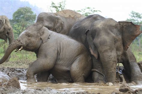 dierproeven stop vivisectie olifanten in het vondelpark
