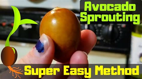 Easiest Way To Sprout An Avocado Seed Youtube