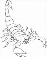 Coloring Pages Scorpion Print sketch template