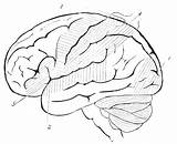 Brain Coloring Anatomy Pages Getcolorings Human sketch template