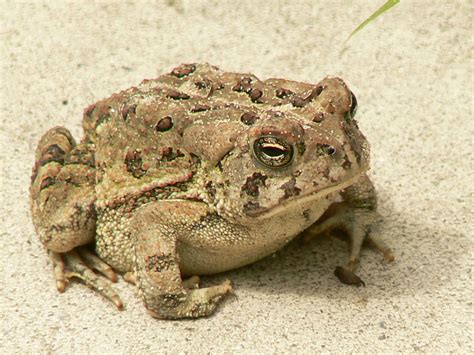 picture fowlers toad frog