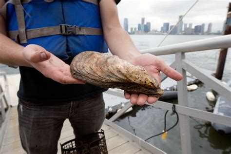 it s the biggest oyster found in new york in 100 years and it has stories to tell the new