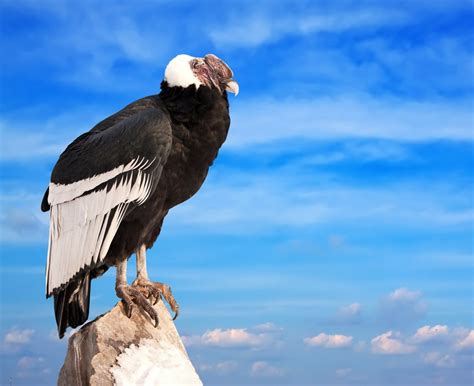 facts  biggest bird andean condor