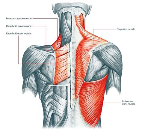 tight  muscles el pasos chiropractic functional wellness team