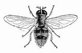 Hoverfly Clipart Designlooter 7kb 400px Illustration sketch template