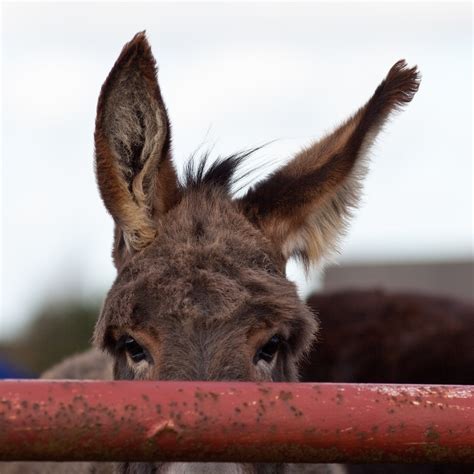 donkey ears wwwdahlstromscom hakan dahlstroem flickr