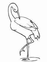 Crane Coloring Pages Drawing Bird Leg Stands Printable Animal Getdrawings Stork sketch template