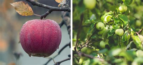 Best Apples For Apple Pie Bob S Red Mill Blog