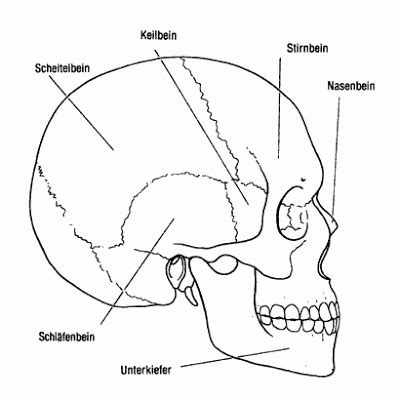 skull coloring pages anatomy coloringmecom