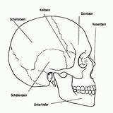 Skull Anatomy Coloring Pages Side Sugar Anatomical Atlas Man Coloringme Outline sketch template