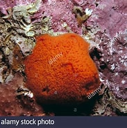 Afbeeldingsresultaten voor "clathria Coralloides". Grootte: 183 x 185. Bron: www.alamy.de