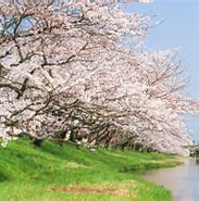 Image result for しずかの桜. Size: 183 x 142. Source: www.travel.co.jp