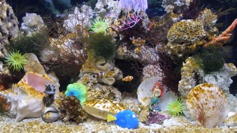 beginners guide  tropical fish petsblogs