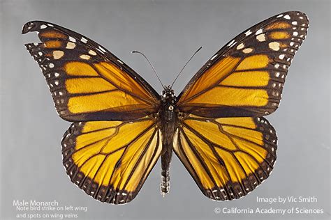 extinction   continued   losing  monarch butterfly