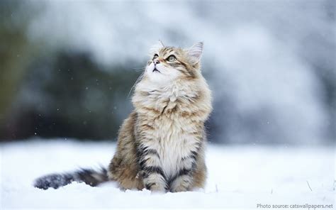 interesting facts  siberian cats  fun facts
