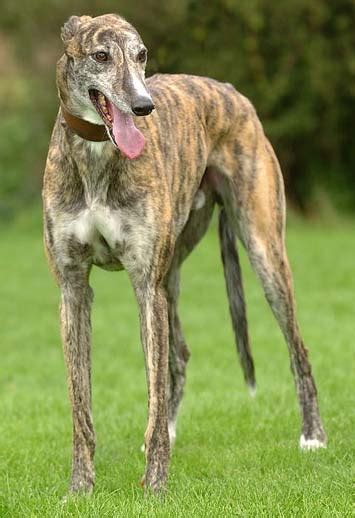 good dogs breed   month greyhound