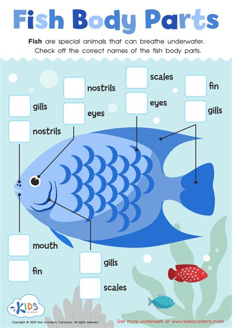 fish body parts worksheet  kids answers  completion rate
