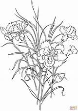 Colorear Dianthus Caryophyllus Carnation sketch template