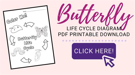 printable butterfly life cycle coloring page  kids