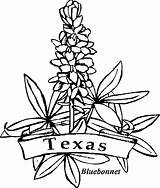 Texas Coloring Bluebonnet Pages Flowers Flower State Clip Drawing Kids Blue Clipart Bonnet Printable Flag Bluebonnets Outline Symbols Color Vector sketch template