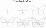 Butterfly Draw Drawing Step Beginners Easy Papillon Dessin Drawings Sketch Flower Simple Dessiner Un Pencil Comment Pour Apprendre Butterflies Wings sketch template