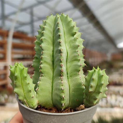 euphorbia fruticosa inermis giromagi cactus  succulents