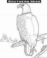 Eagle Printable Coloring Library Golden sketch template