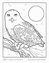Owl Snowy Coloring Color Getcolorings Pages Printable sketch template