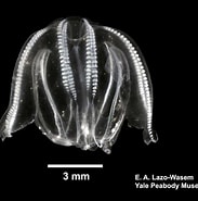 Image result for "mnemiopsis Maccradyi". Size: 183 x 185. Source: www.marinespecies.org