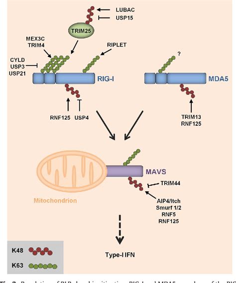 figure   ubiquitination   antiviral immune response semantic scholar