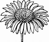 Daisy Drawing Gerber Clipart Line Gerbera Flower Outline Sunflower Clip Cliparts Daisies Flowers Forget Don Drawings Large Clipartmag Plant Etc sketch template