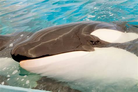 exclusive  fate  russias  captive orcas  starting