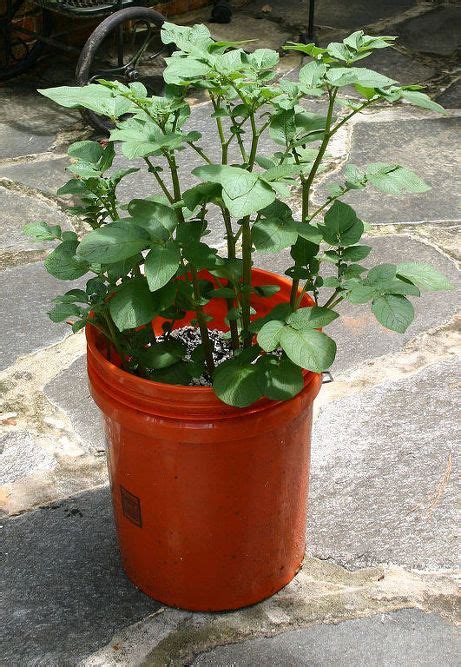 planting white potatoes   tub  bucket container gardening