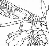Libellula Libellule Libelula Dragonfly Colorier Libélula Acolore Recortar Coloritou Coloriages sketch template